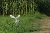 Egretta garzetta (Garzetta)